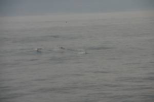 Single Jochen67
